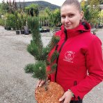 Borovica čierna (Pinus nigra) ´OREGON GREEN´ – výška 50-60 cm, kont. C5L